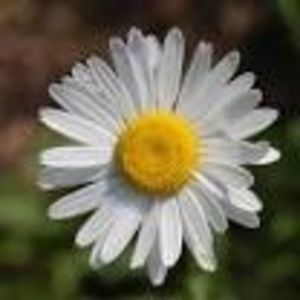 Meet your Posher, Teri